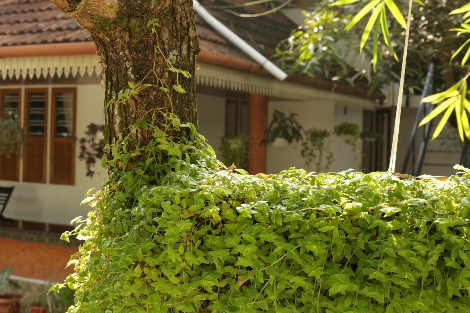 Mi Casa Tu Casa Homestay Kochi Eksteriør bilde